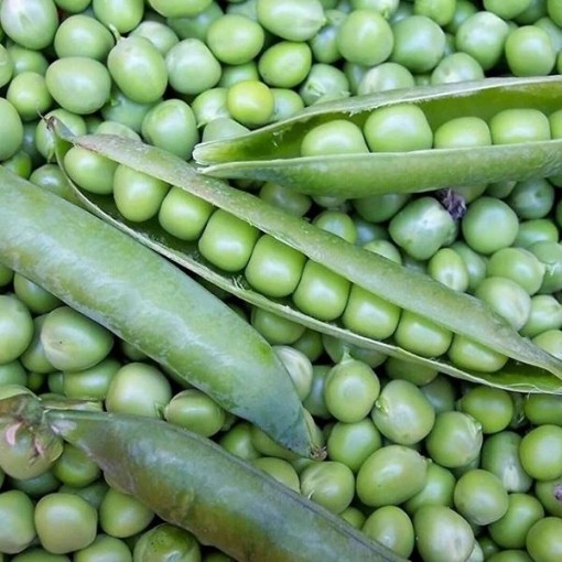 Willet Wonder Sweet Peas PE34-50