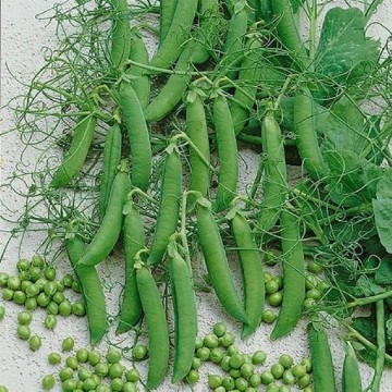 Taiwan Sugar Snow Pea Seeds