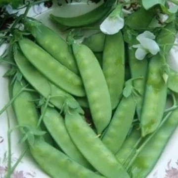 Dwarf Grey Sugar Snow Pea Seeds