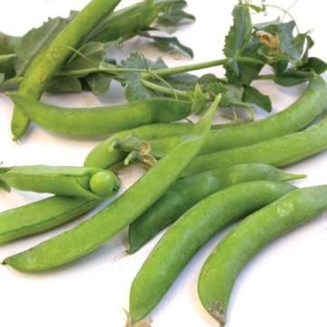 Sugar Ann Snap Pea Seeds