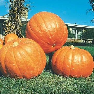 Big Max Pumpkin Seeds
