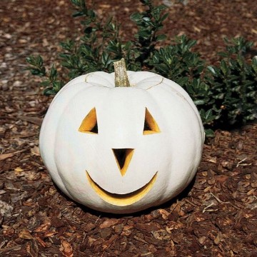 Lumina Pumpkin Seeds