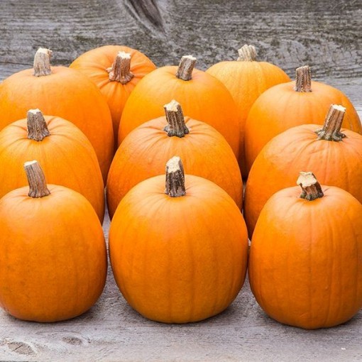 New England Pie Pumpkins PM10-20