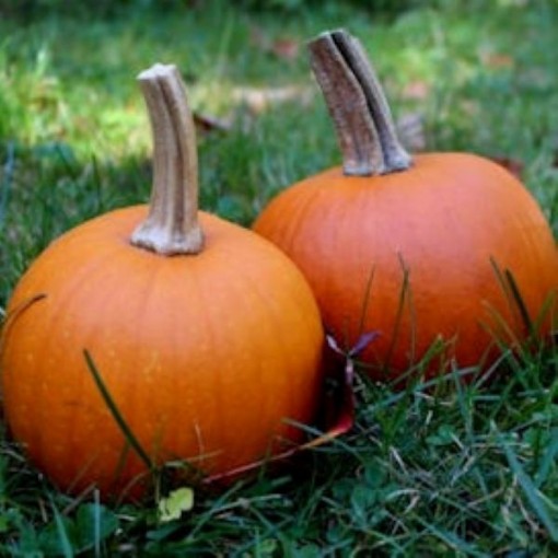 Small Sugar Pumpkins PM11-20