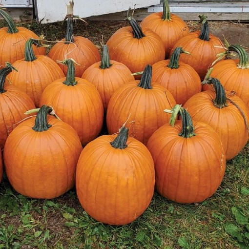 Karma Pumpkins PM16-10