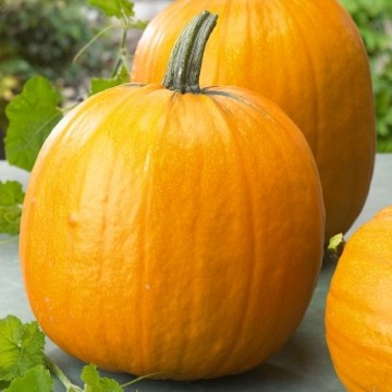 Autumn Gold Pumpkin Seeds