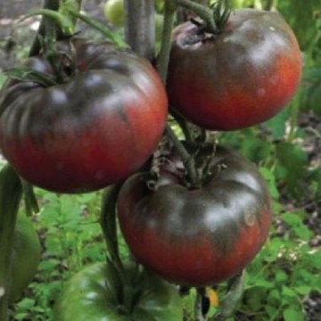 Black from Tula Tomato Seeds