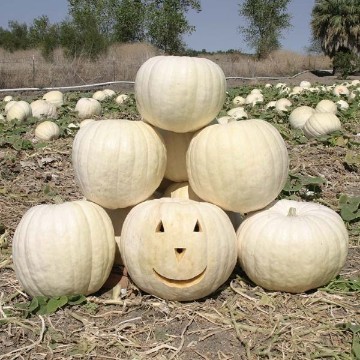 Full Moon Pumpkin Seeds