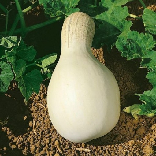 White Cushaw Pumpkins PM44-20