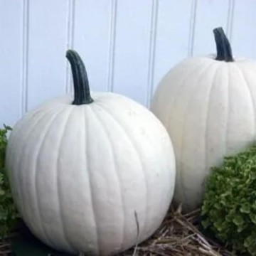 Cotton Candy Pumpkin Seeds