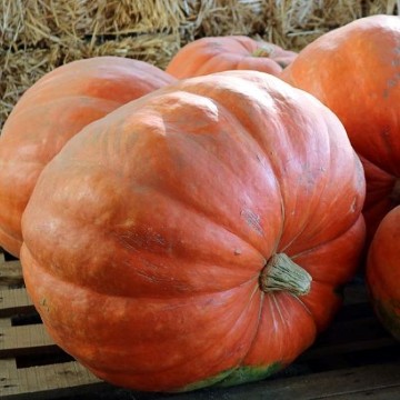 Prizewinner Pumpkin Seeds