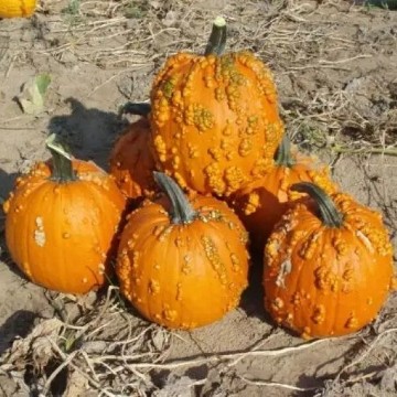 Goosebumps Pumpkin Seeds