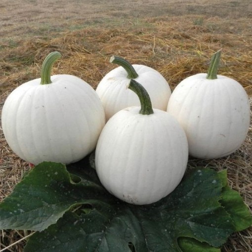 Moonshine Pumpkins PM53-10