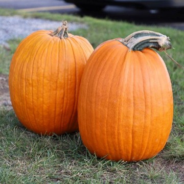Howden Biggie Pumpkin Seeds