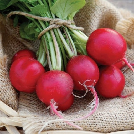 Cherry Belle Radishes RD2-100