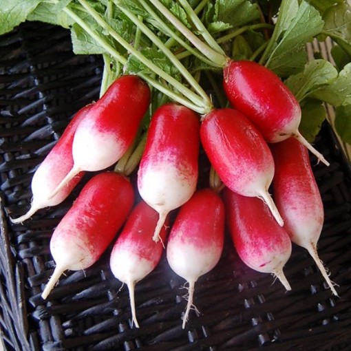 French Breakfast Radishes RD5-100