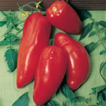Opalka Tomato Seeds