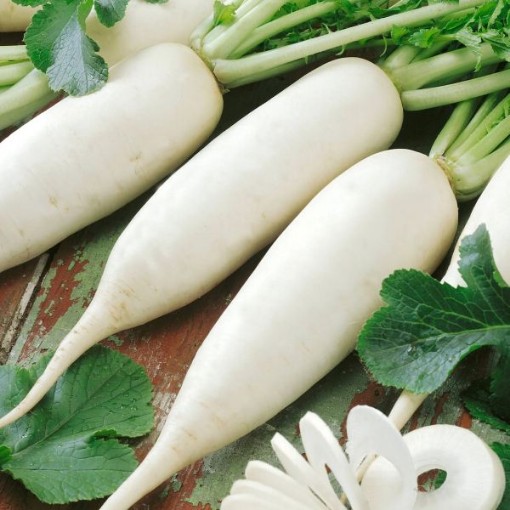 China White Winter Radishes RD17-100