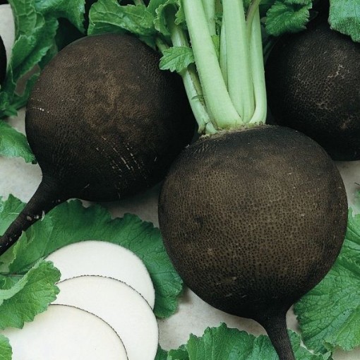 Black Round Spanish Radish Seeds