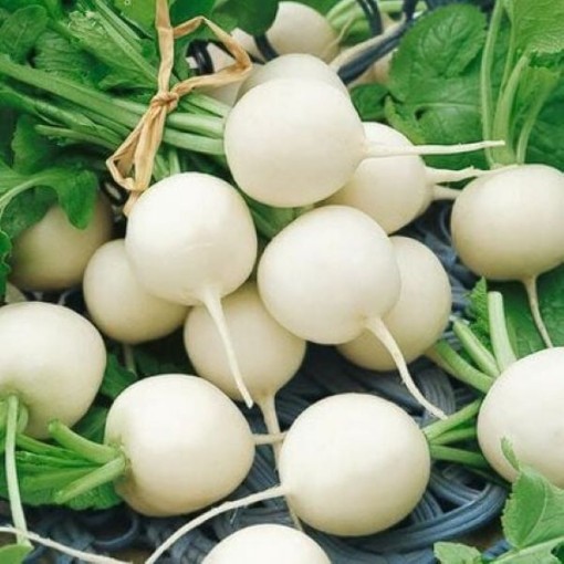 Hailstone Radishes RD19-100