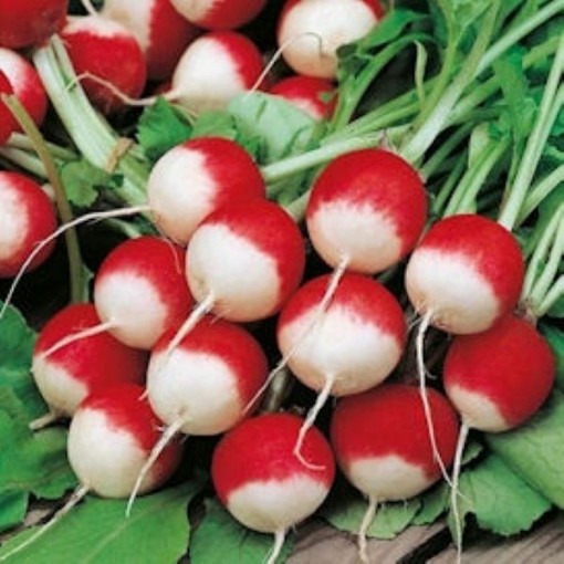 Sparkler Radishes RD20-100