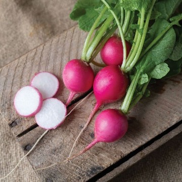 Pink Beauty Radish Seeds