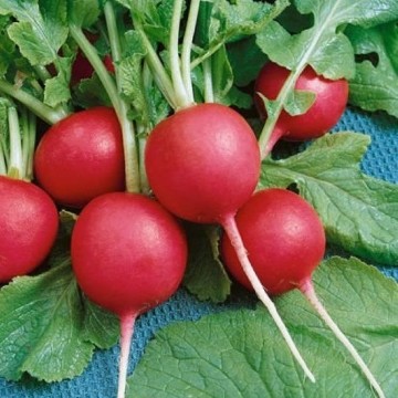 Crimson Giant Radish Seeds