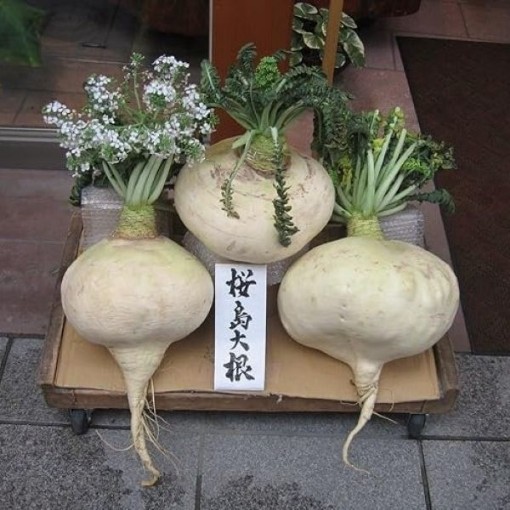 Sakurajima Mammoth Radishes RD32-100