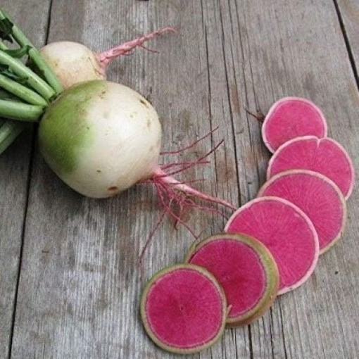 Misato Rose Radishes RD41-100