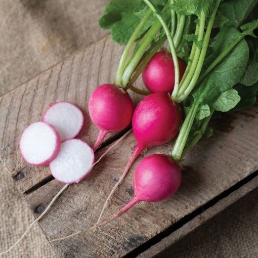 Lady Slipper Radishes RD45-100