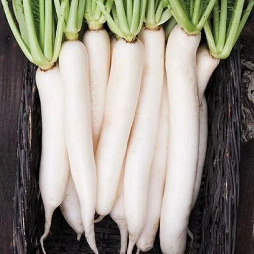 Miyashige Radishes RD46-100
