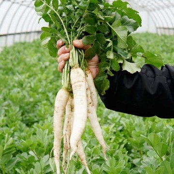 Groundhog Radish Seeds