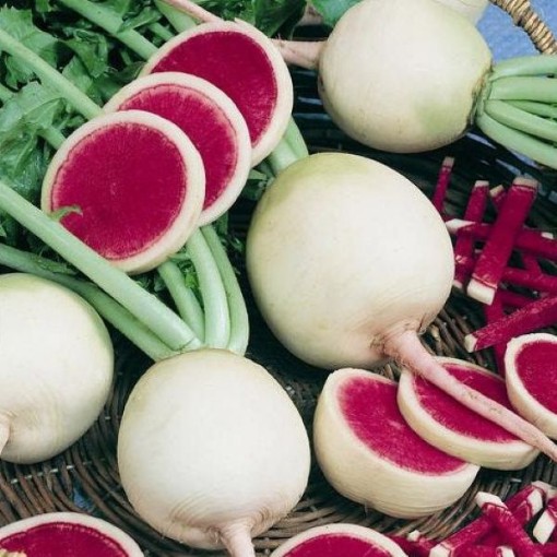 Watermelon Radishes RD48-100