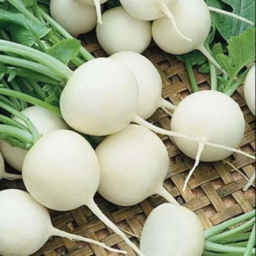 White Beauty Radishes RD52-100