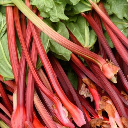 Victoria Rhubarb RB1-100