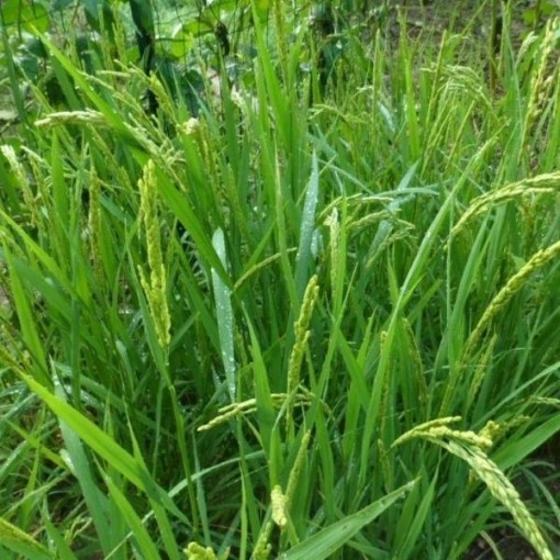 Short Grain Rice Seeds GN6-50