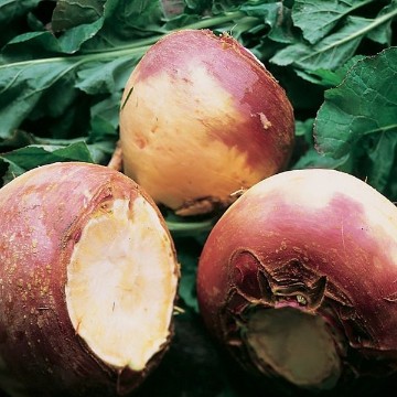 American Purple Top Rutabaga Seeds