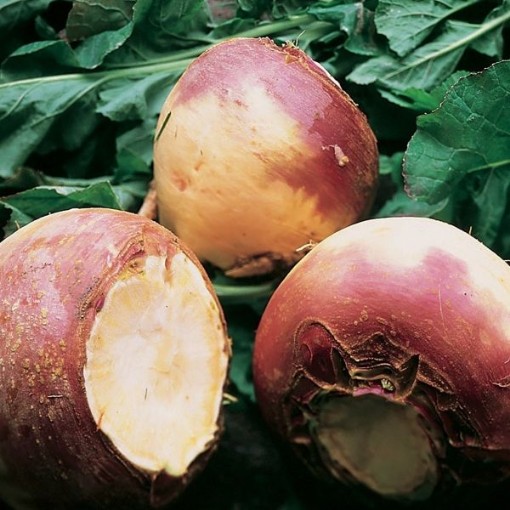 American Purple Top Rutabaga RU1-100
