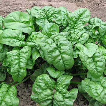 Giant Nobel Spinach Seeds