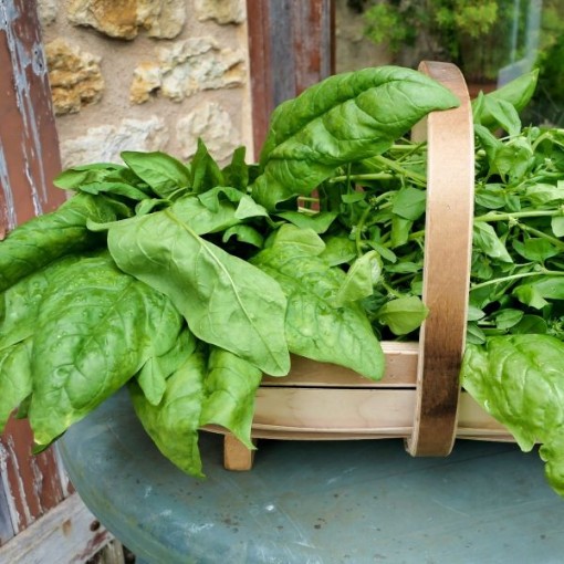 Picture of Matador Viking Spinach Seeds