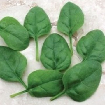 Edna Spinach Seeds