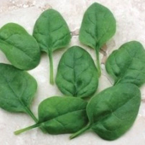 Edna Spinach SN12-250