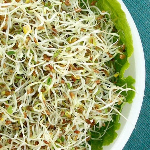 Alfalfa Sprouting Seeds SS1-500