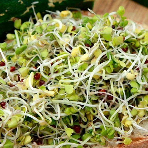 Broccoli Sprouting Seeds