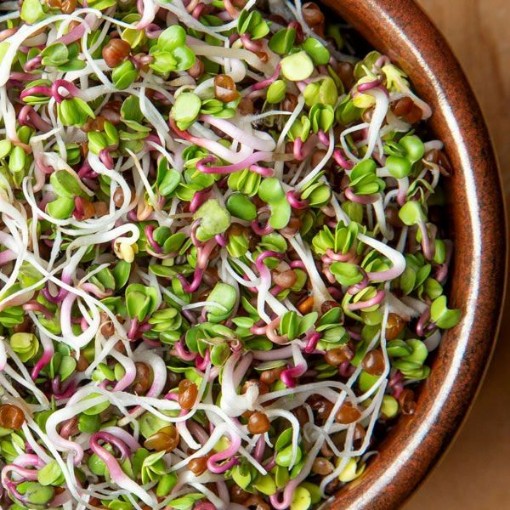 Radish Sprouting Seeds SS5-500