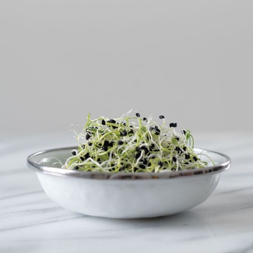 Onion Sprouting Seeds SS6-500