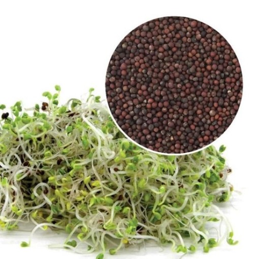 Chinese Cabbage Sprouting Seeds SS7-500