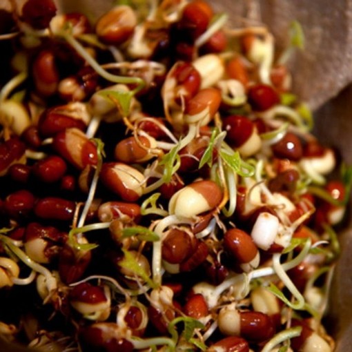 Adzuki Sprouting Beans SS10-200