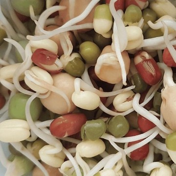 Protein Powerhouse Mix Sprouting Seeds