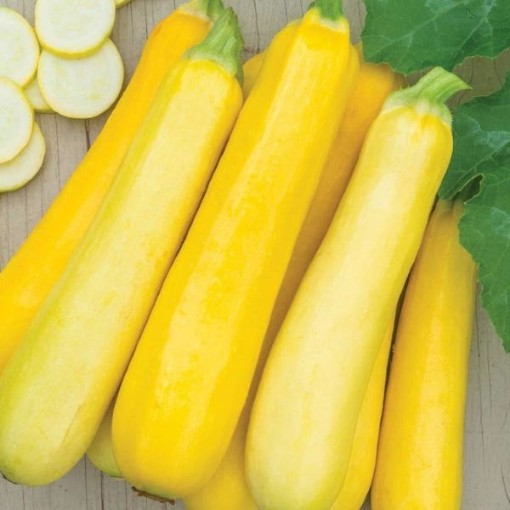 Butterstick Squash SQ6-10